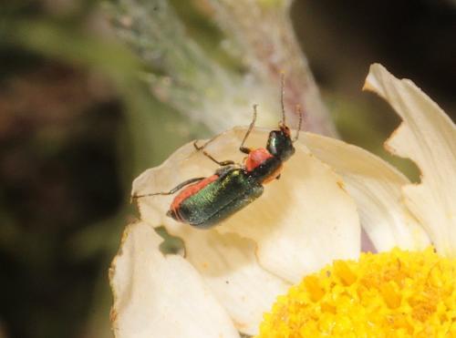 Clanoptilus abdominalis